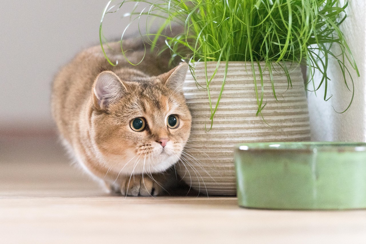 Eine Katzenbesitzerin aus Erfurt machte sich riesige Sorgen. Von ihren beiden Tieren fehlte jede Spur. (Symbolbild)