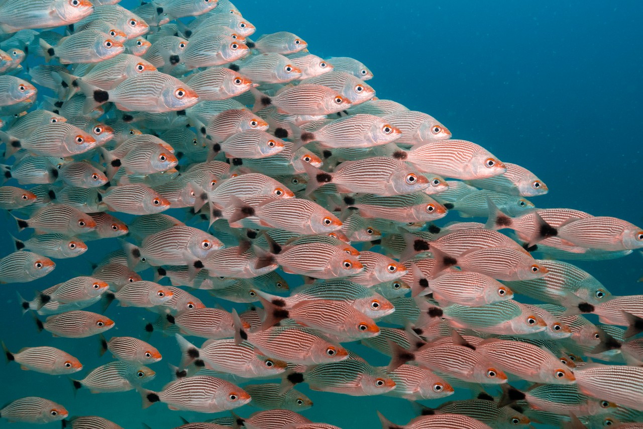 In Thüringen warten derzeit Hunderte von Fischen in einem Freibad darauf, wieder zurück in ihr Staubecken zu kommen. (Symbolbild)