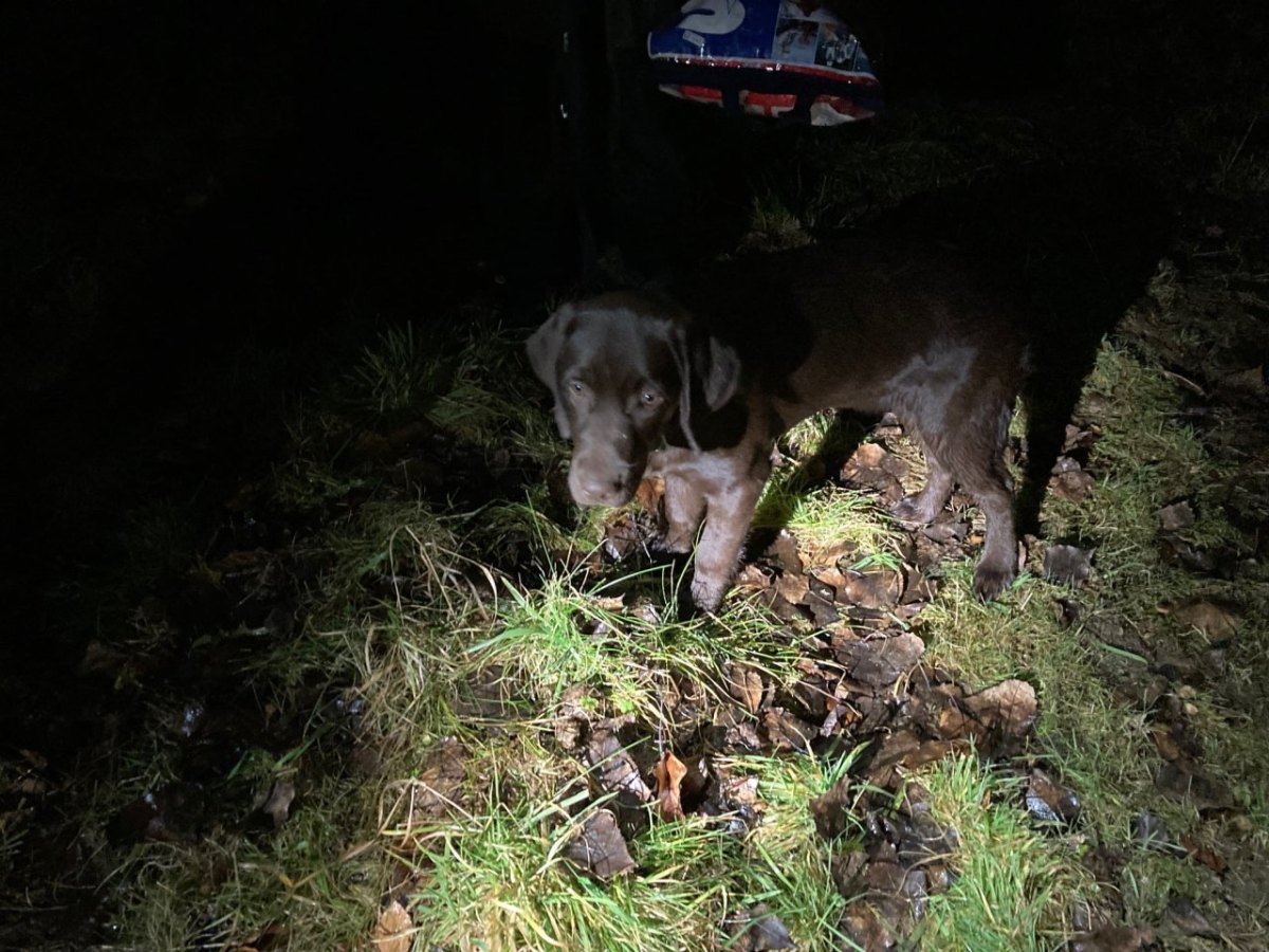 hund in thüringen schleiz.jpg