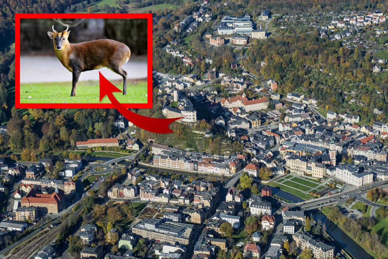 Mehrmals wurde in Greiz bereits ein asiatisches Muntjak gesichtet. Niemand weiß woher es kommt. (Symbolbild)