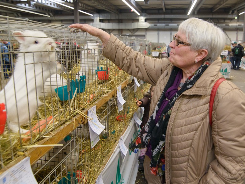 Eine Besucherin betrachtet ein Kaninchen der Rasse Zwerg-Löwenkopf.