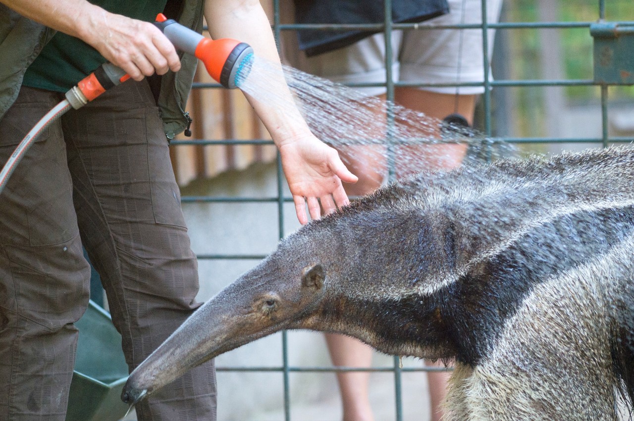 Ein Ameisenbär im Zoo Magdeburg genießt eine kühlende Dusche.