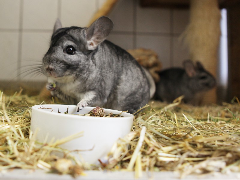 Chinchilla-Weibchen wohnen derzeit auch im Tierheim. Sie sind ein bis zwei Jahre alt. 