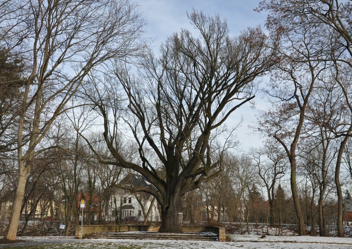 Eiche im Luisenpark Erfurt