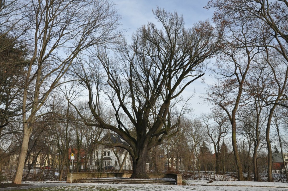 Eiche im Luisenpark Erfurt