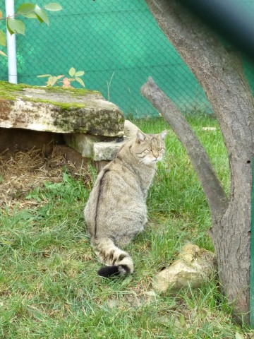 Eine Wildkatze im Wilkatzendorf Hütscheroda im Wartburgkreis.