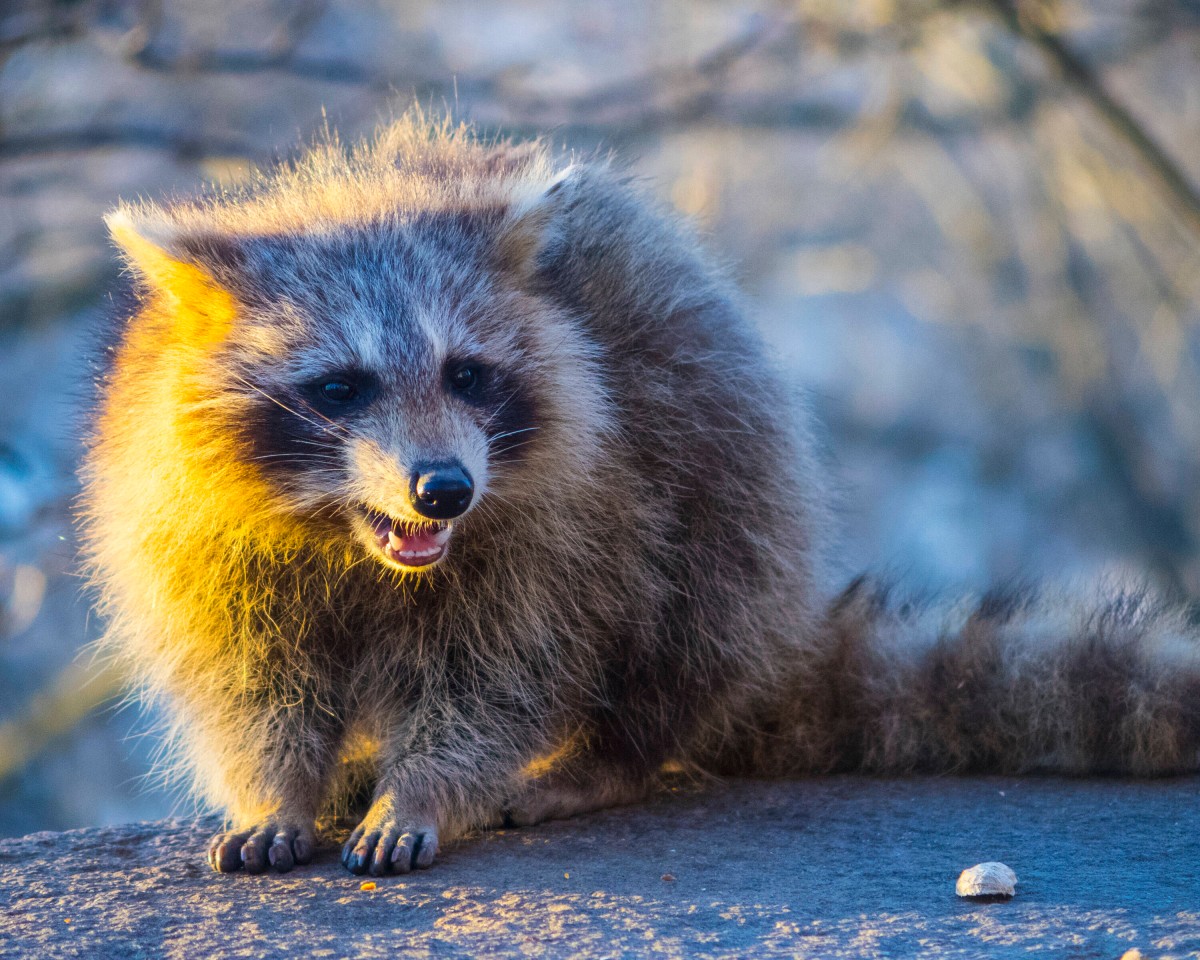 Wer einen Waschbär fängt, muss ihn draußen direkt wieder aussetzen, sonst macht er sich der Wilderei und Tierquälerei strafbar. 