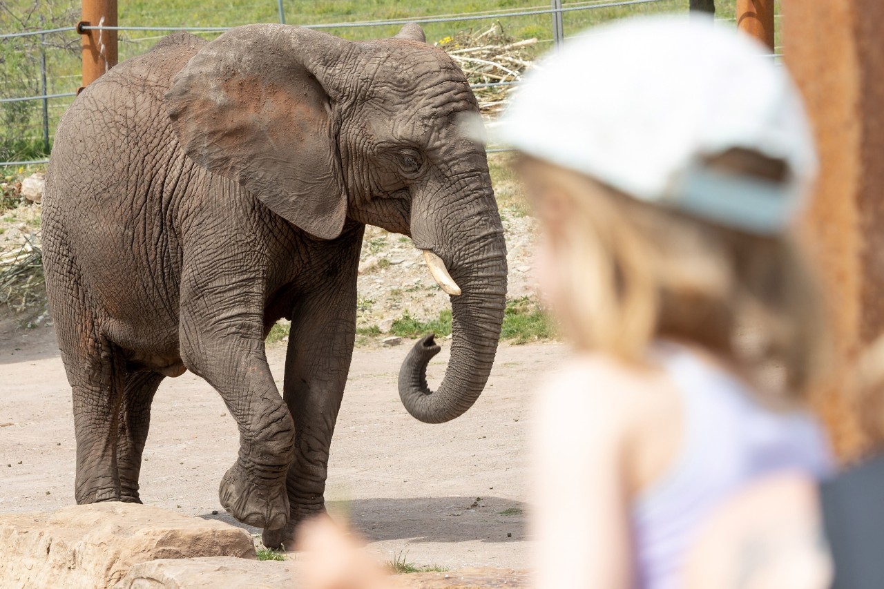 Auch für den Zoo brauchst du keinen Negativtest mehr. (Symbolbild)