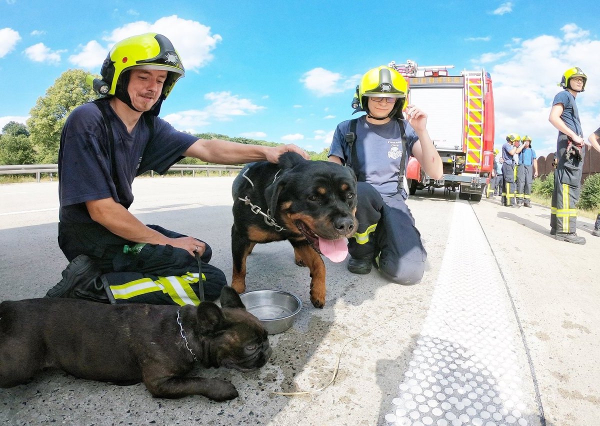 Feuerwehr Tierrettung A4 Gera Langenberg