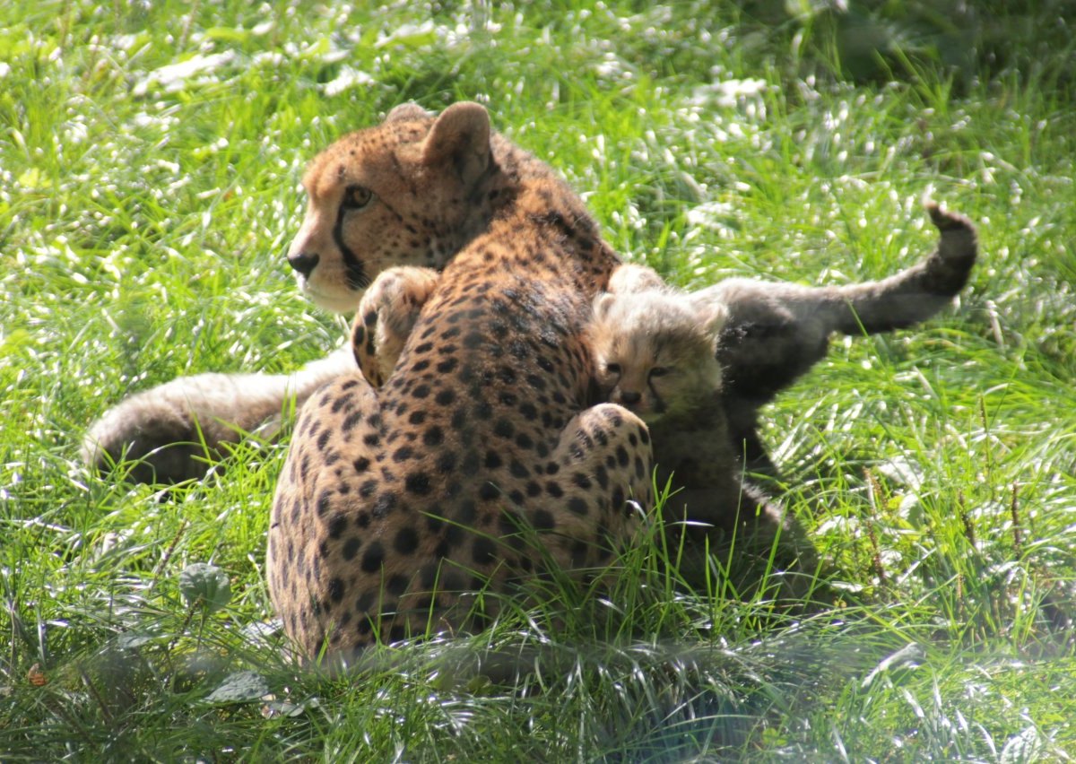 Geparden Zoopark Erfurt