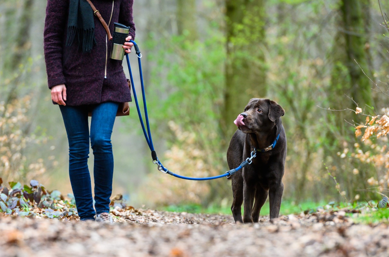 Die Frau konnte den Hund, wie in diesem Beispielbild, an die Leine nehmen. (Symbolbild)