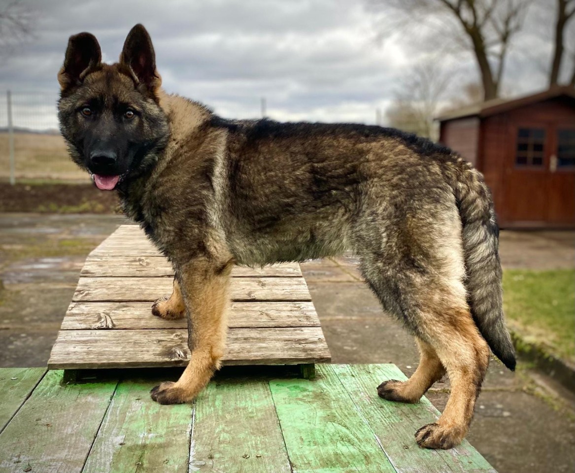 Der aufmerksame Hund Charlie lernt im Tierheim Nordhausen die Welt außerhalb eines Zwingers kennen. 