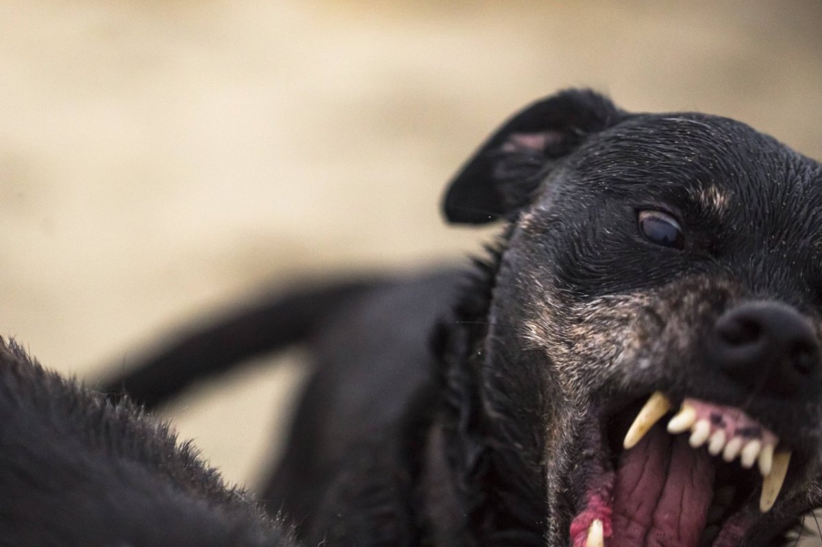 Hund-Harz-Polizei