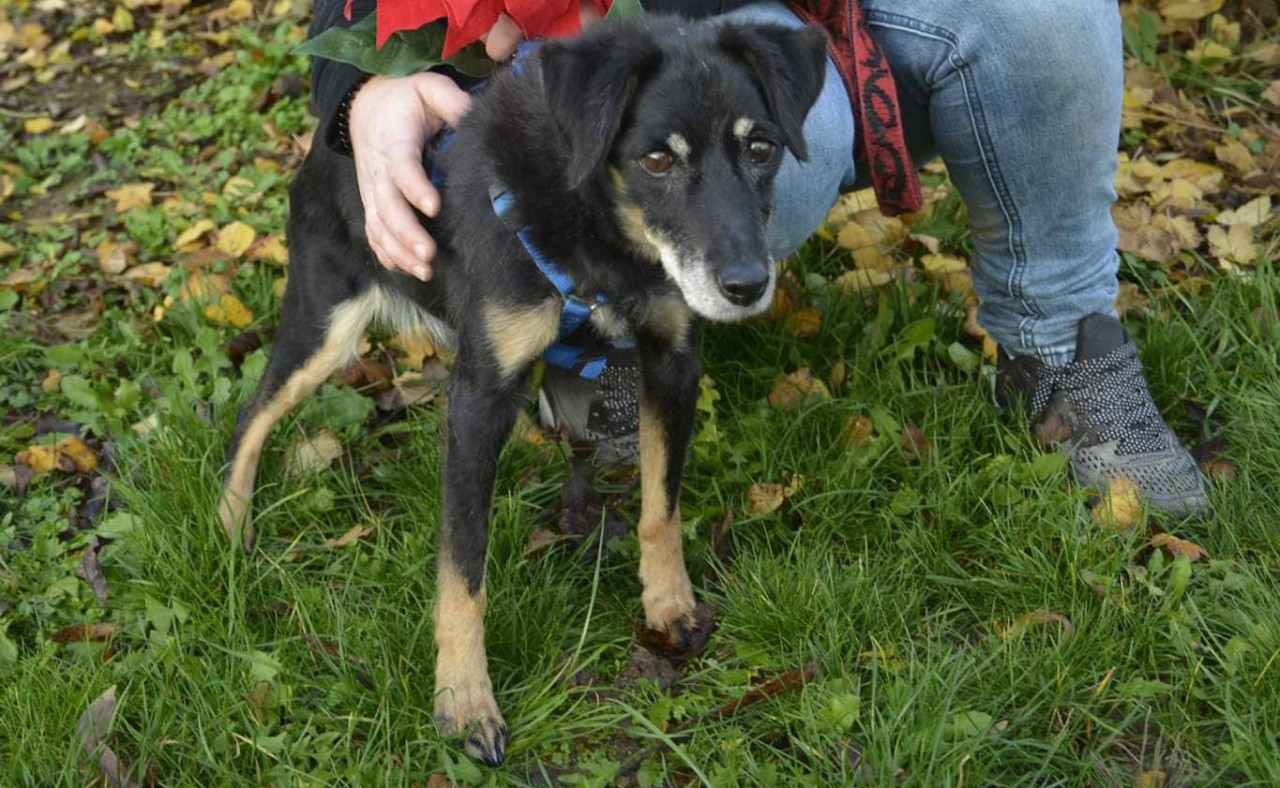 Der kleine Hund Nicky versteht die Welt nicht mehr: plötzlich ist sein Frauchen fort und er landet in Thüringen im Tierheim Nordhausen.