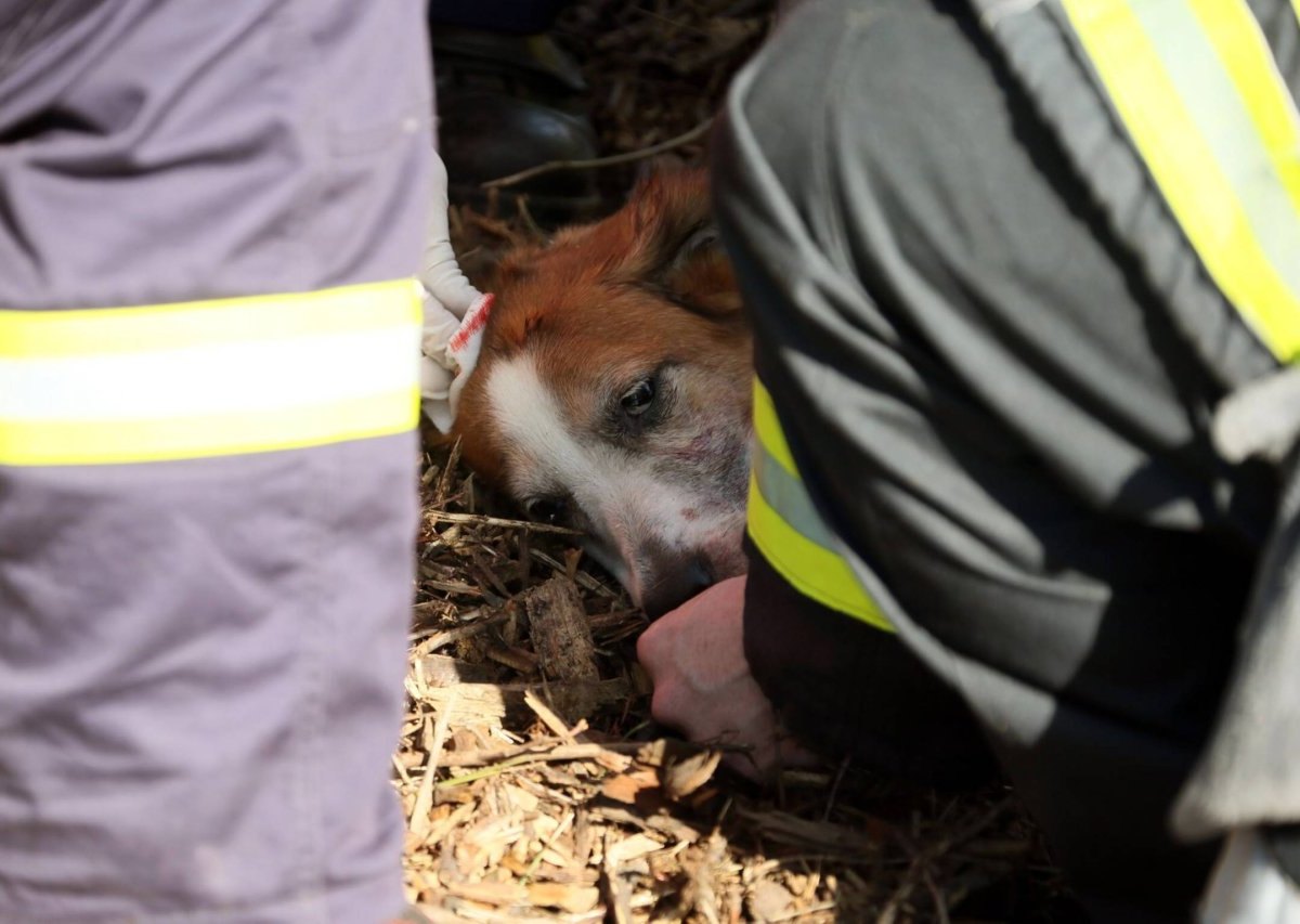 Hund Unfall Feuerwehr eingeschläfert