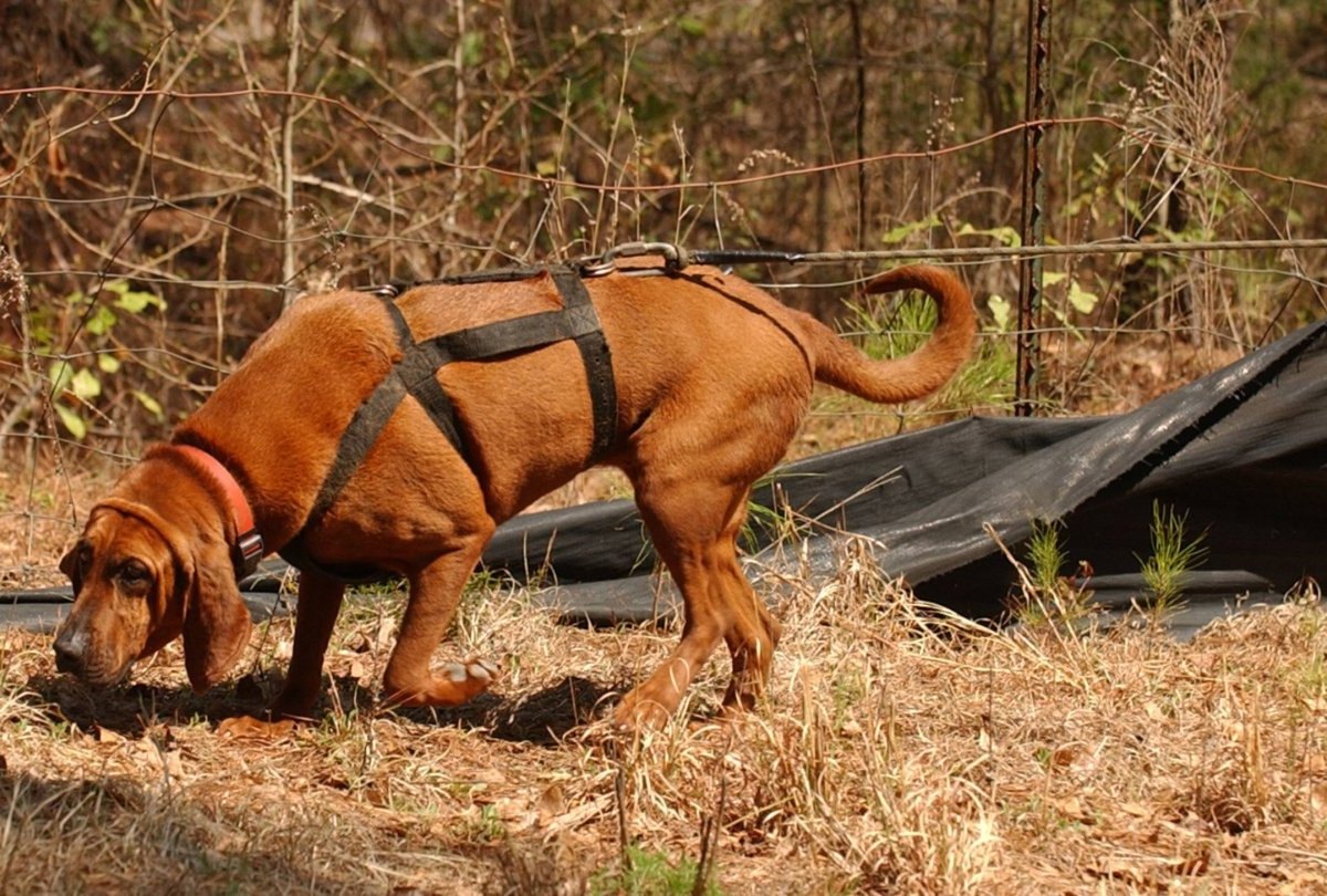 Hund in Thüringen