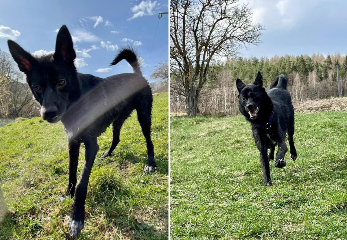 Hund in Thüringen.jpg