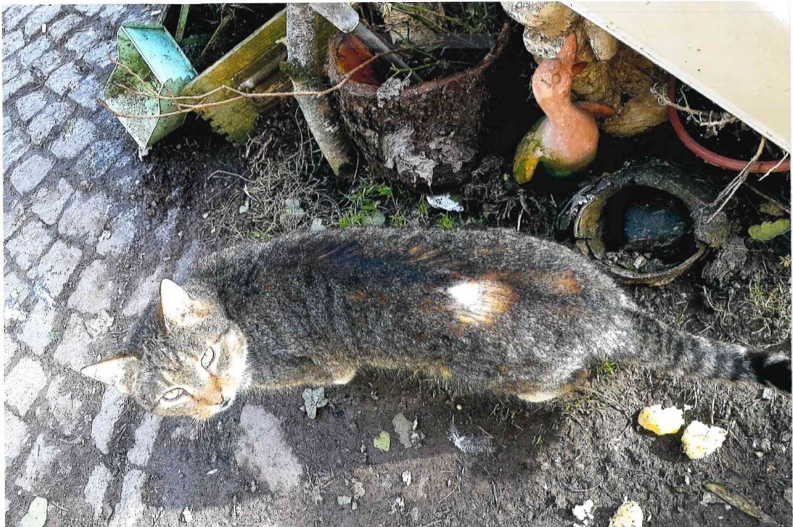 Diese süße Fellnase wurde offenbar Opfer eines Katzenhassers. 