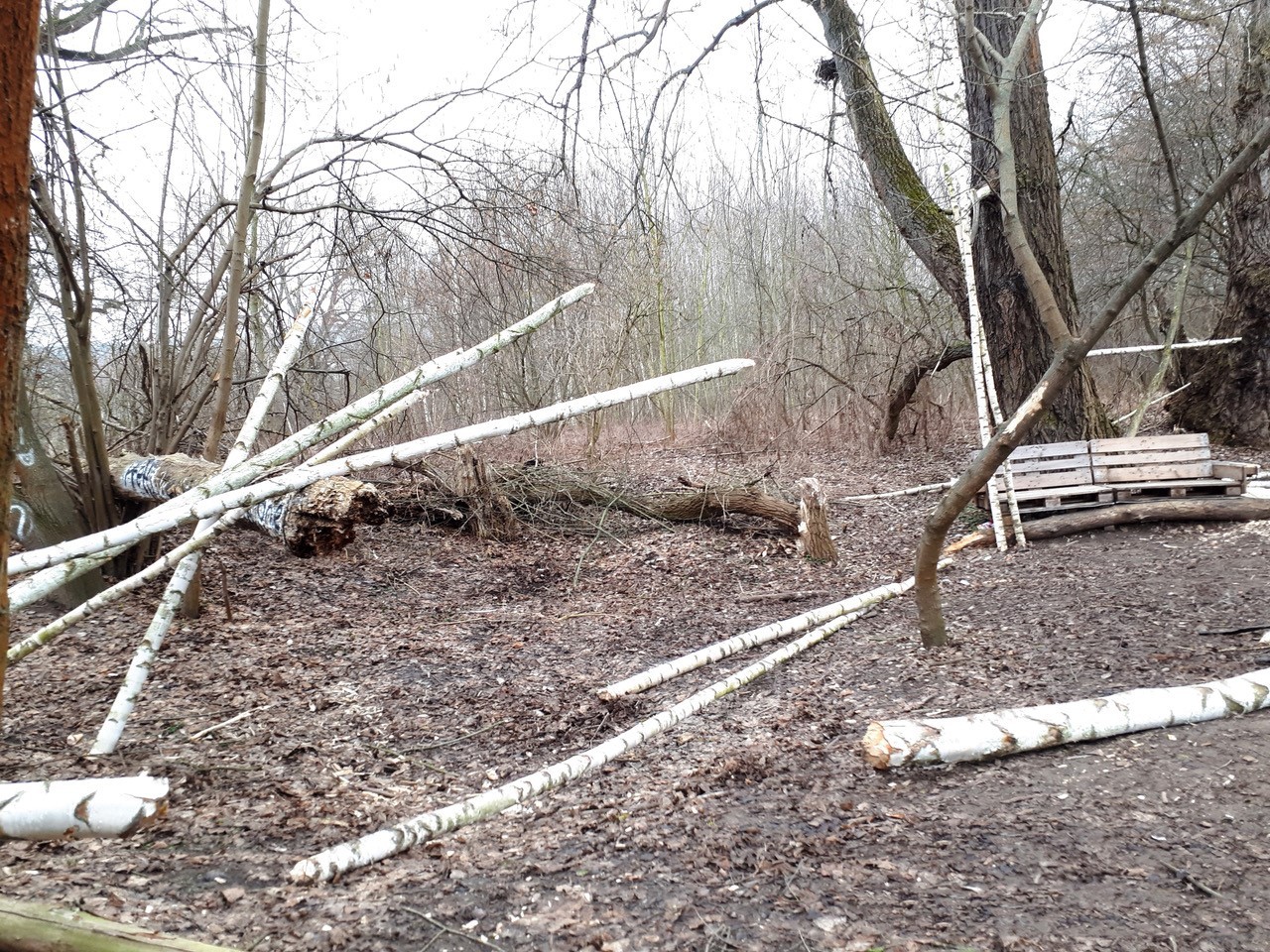 18 Birken wurden unerlaubter weise gefällt.