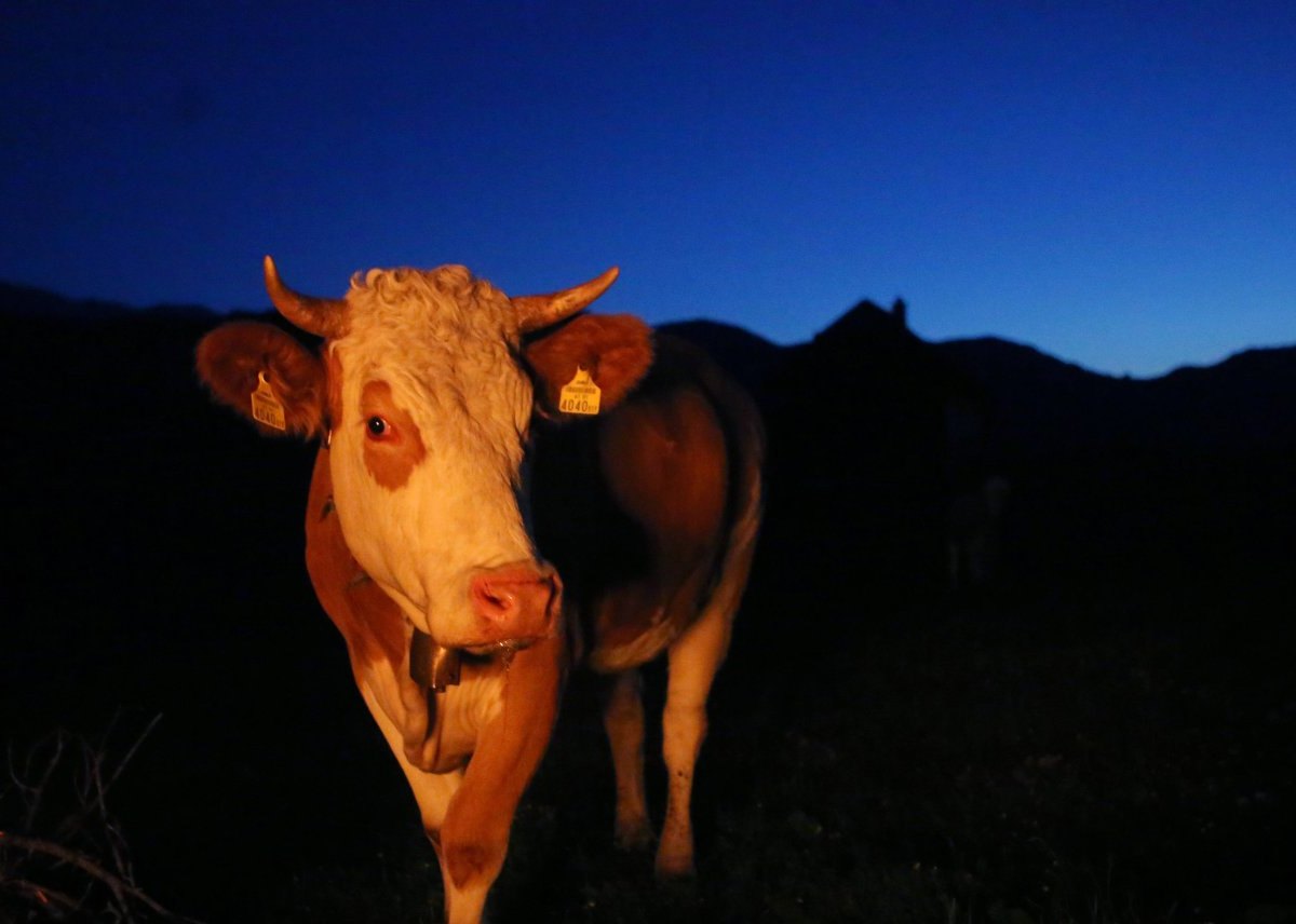 Kuh in der Nacht