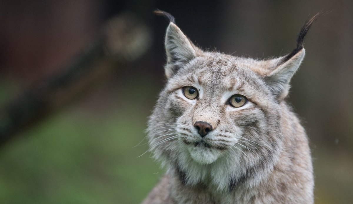 Luchs