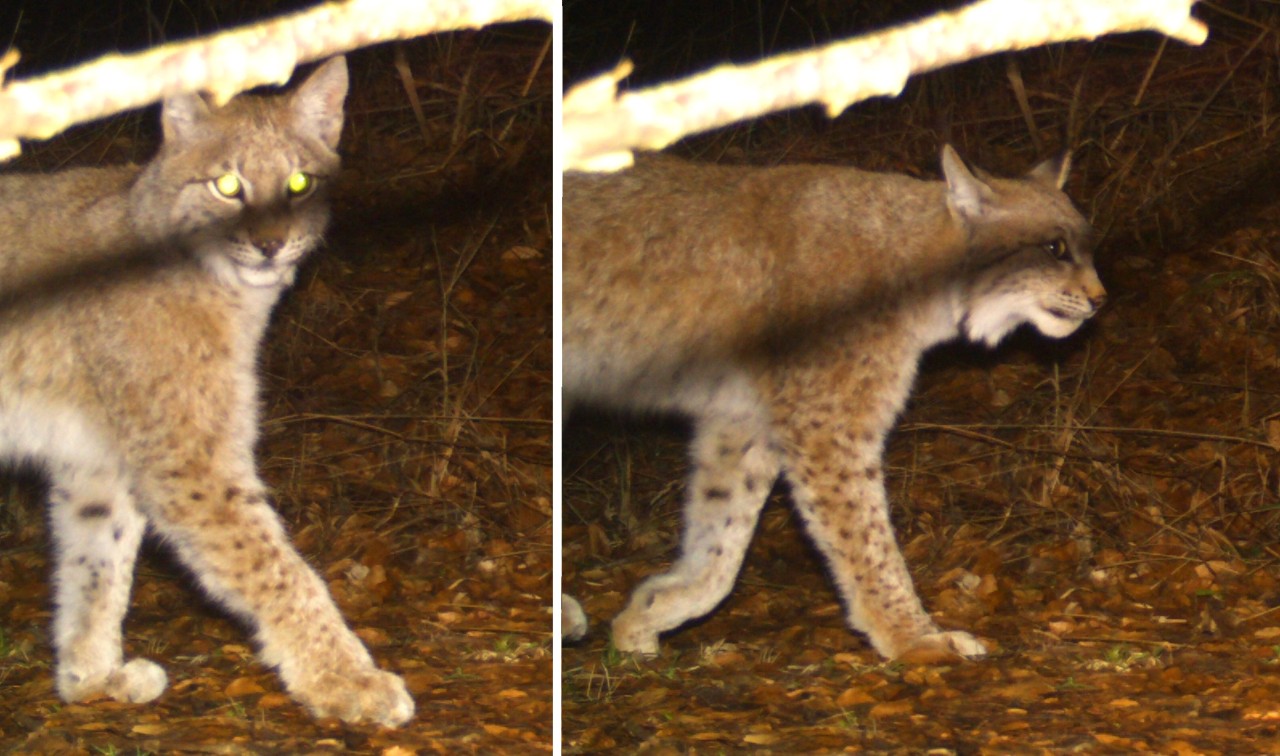 In Nordhausen wurde ein Luchs gesichtet. 