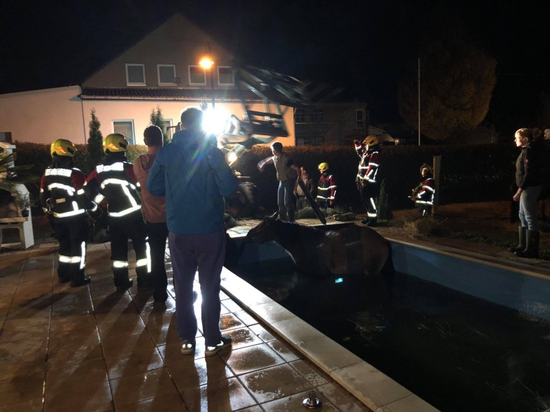 Ein Pferd ist bei Schmalkalden unfreiwillig in einem Pool versunken. Das Tier war in der Nacht zum Montag (5.11.2018) über die Abdeckplane des Wasserbeckens gelaufen, als diese plötzlich nachgab und das Tier im Wasser landete, heißt es am Montag von der Polizei.