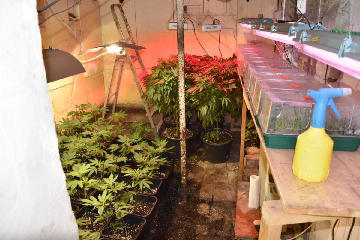 Polizei hebt Cannabis-Plantage in Nordhausen aus