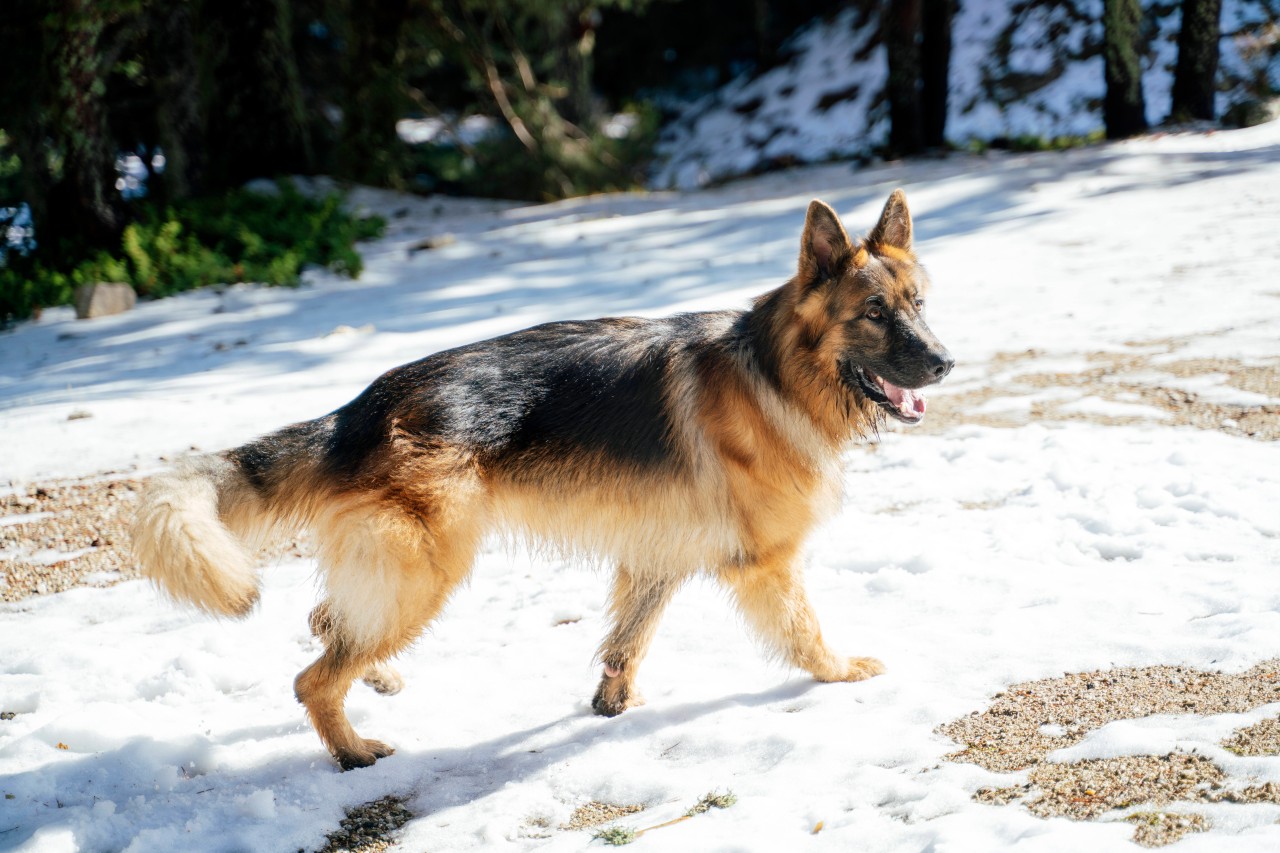 Schäferhund „Biene“ wird vermisst. (Symbolbild)