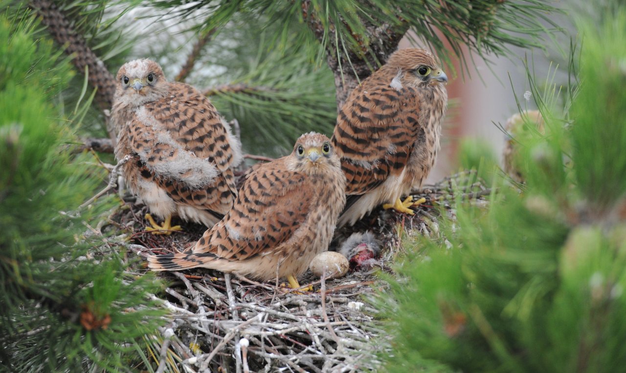 Thüringen Einfach putzig! Diese Vögel kannst du live beim Schlüpfen