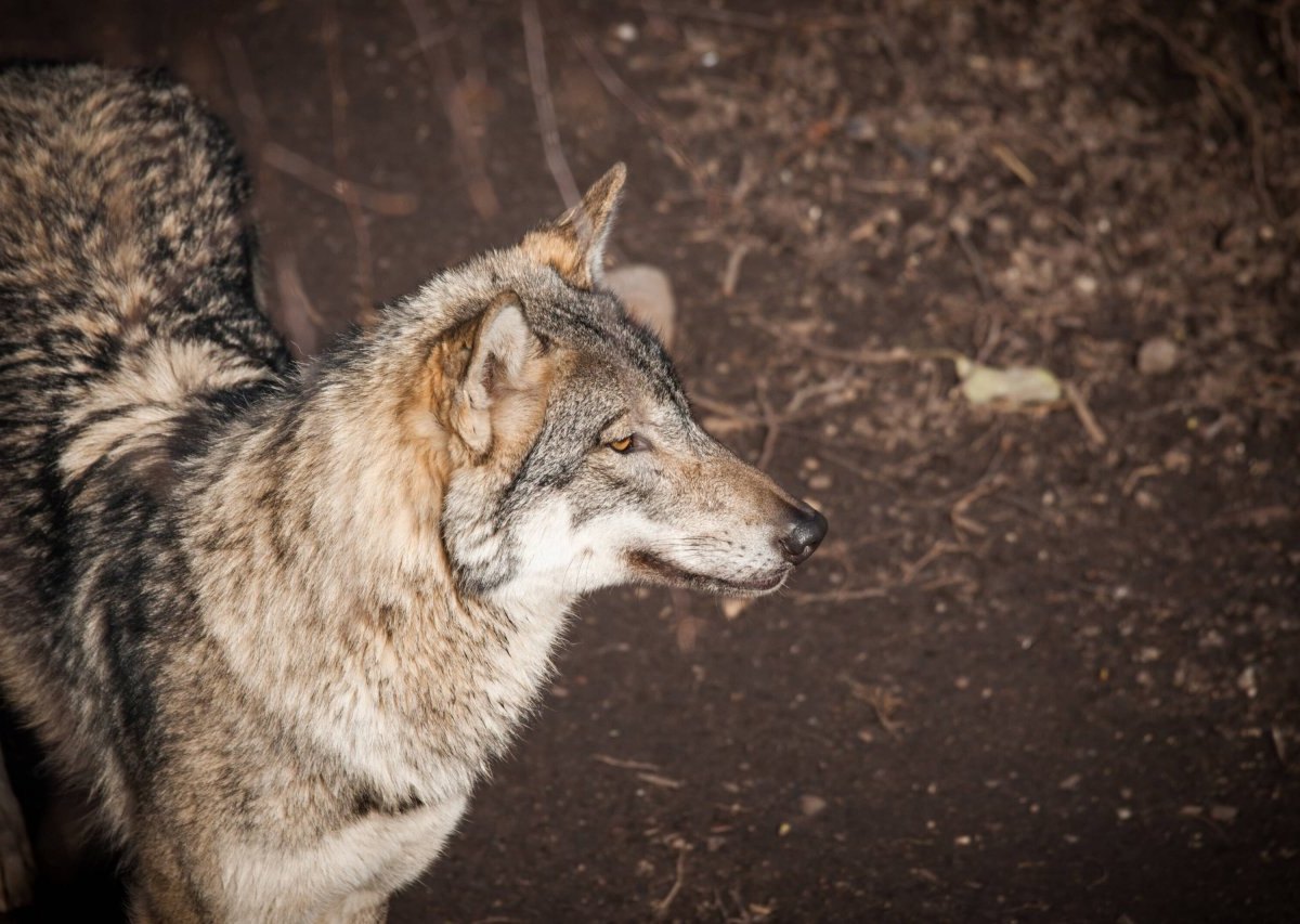 Thüringen-Wolf