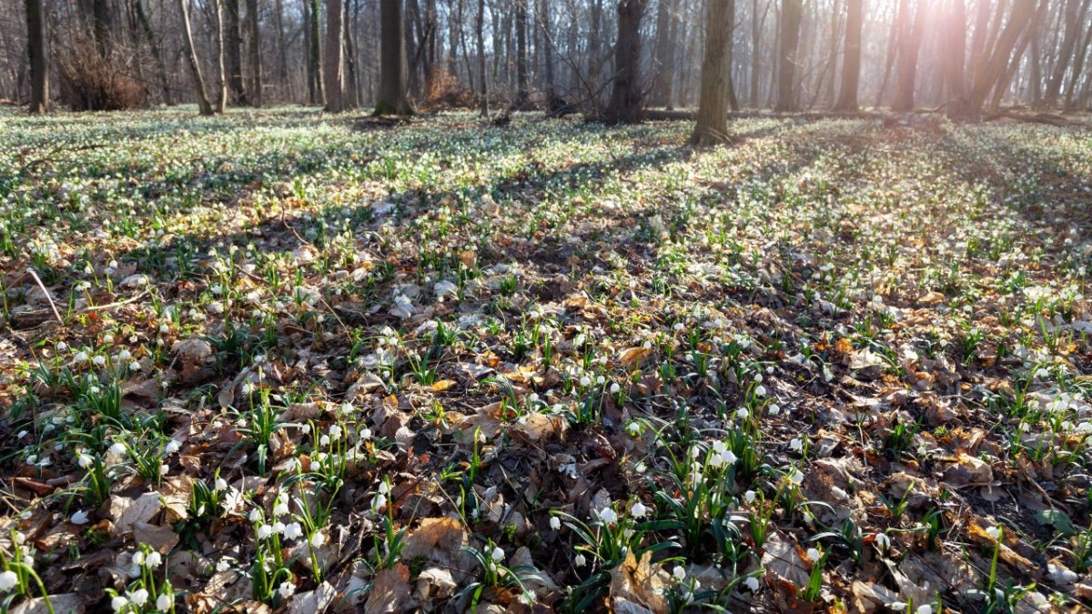 Thüringen wald.jpg