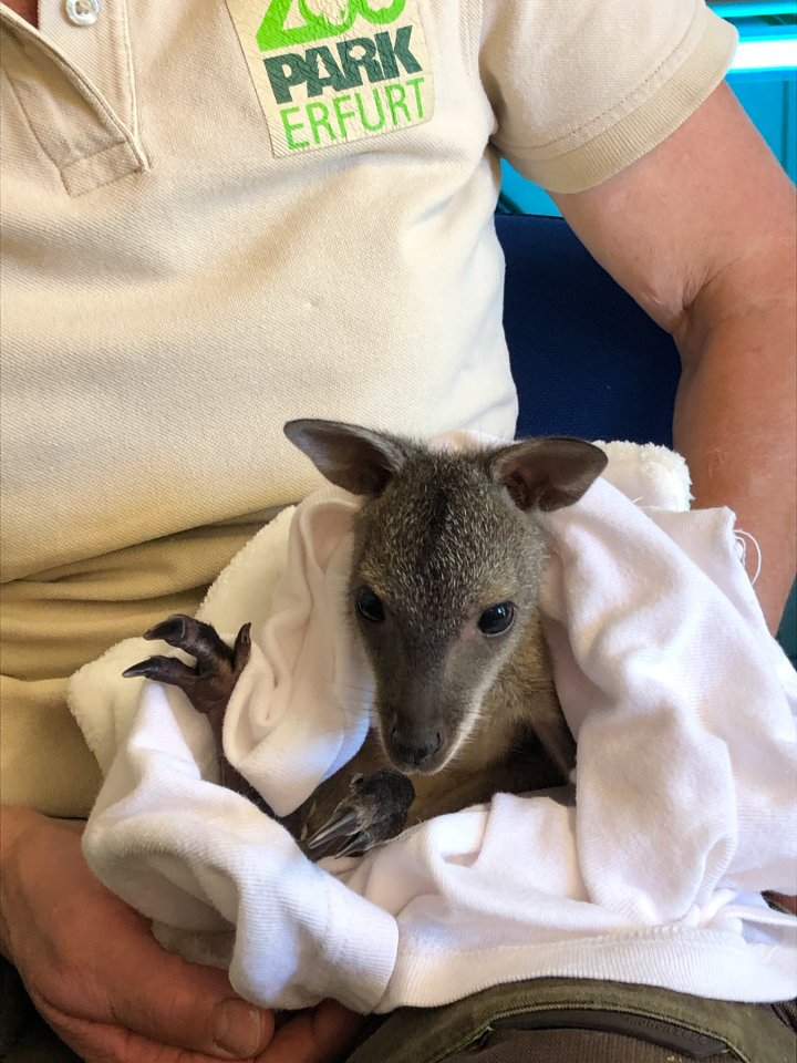 Thüringer Zoopark Erfurt Känguru Baby