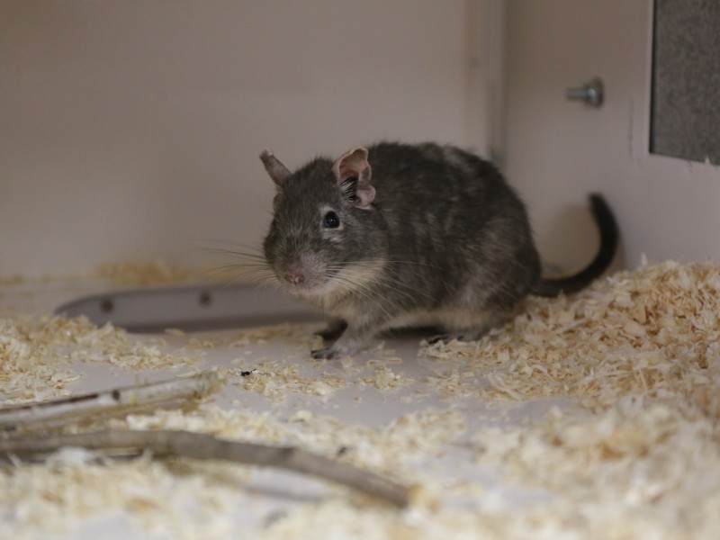 Ein Männchen aus der Degu-Familie, die derzeit im Tierheim untergebracht ist.