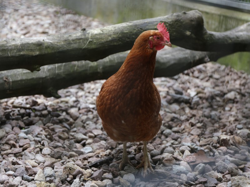 Das Huhn Alma wurde in der Weimarer Innenstadt gefunden.