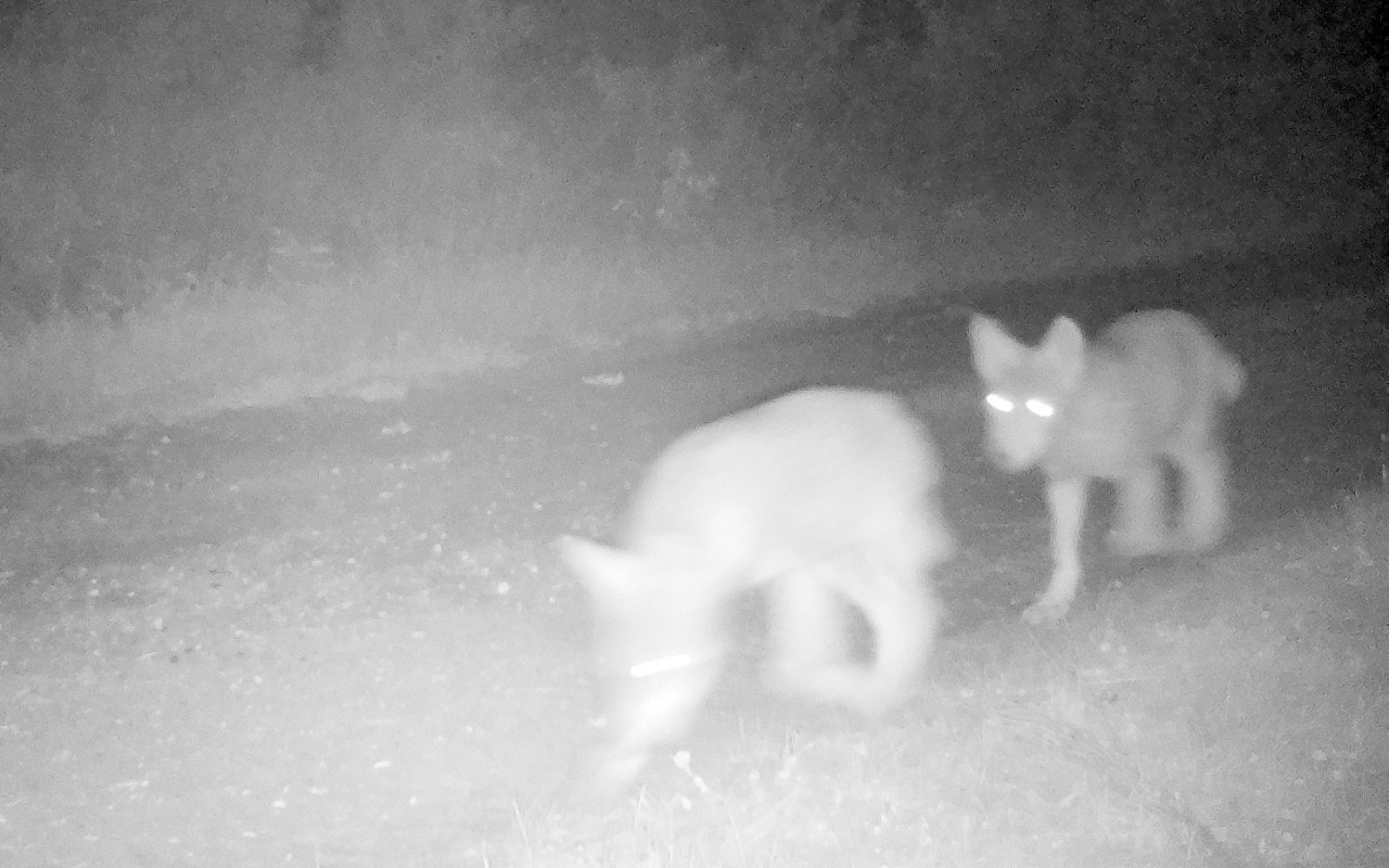 Das Wolfsrudel ist in einer Aufnahme einer Fotofalle zu sehen.