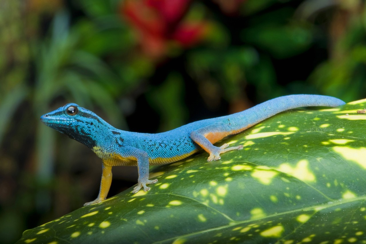 Der Himmelblaue Zwergtaggecko.