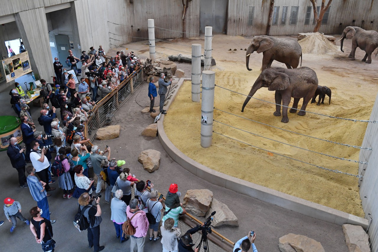 Viele Erfurter konnten am Wochenende den Zoo gar nicht betreten. (Archivbild)