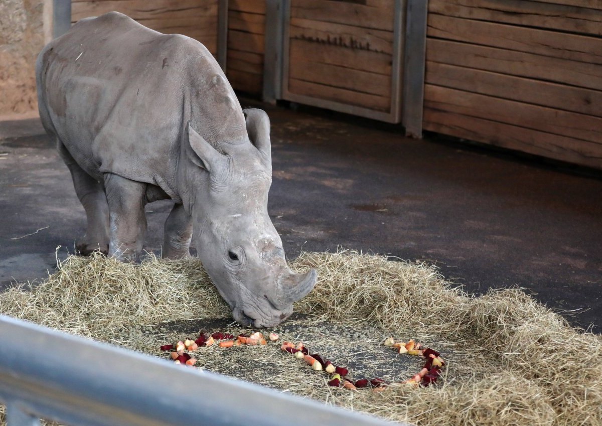 Zoopark Erfurt Nashorn.jpg