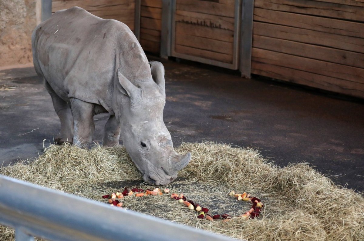 Zoopark Erfurt Nashorn.jpg