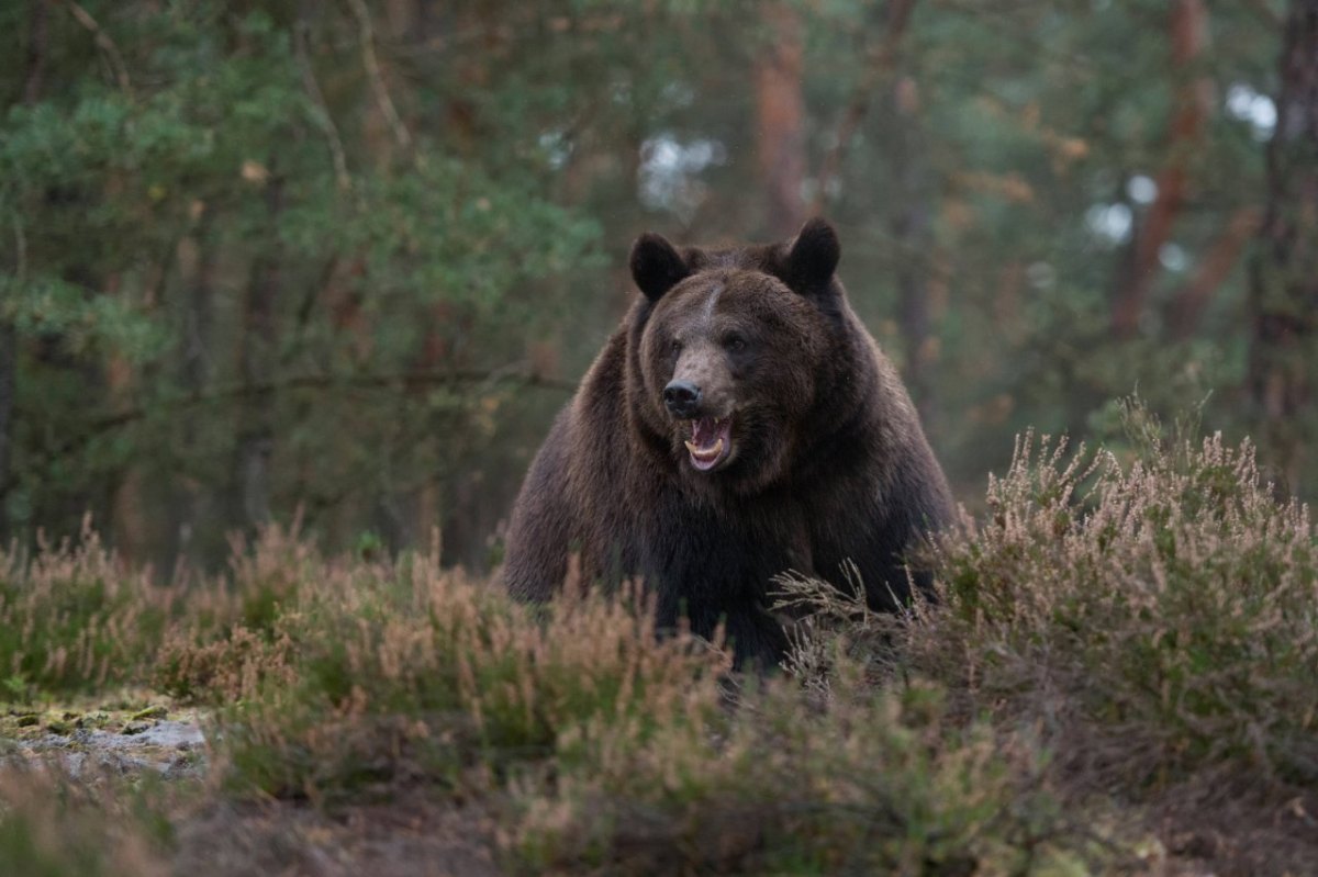 apolda bär.jpg