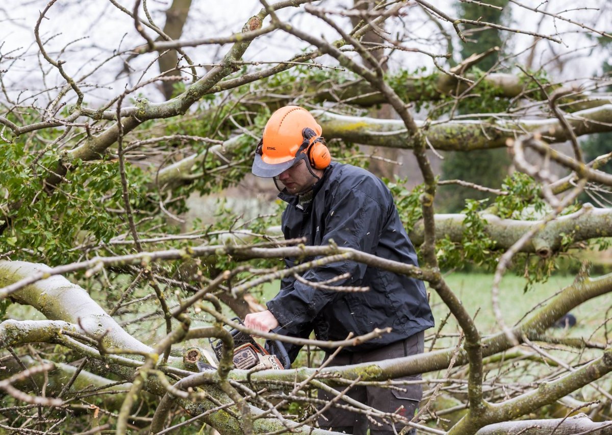 baum baumfällung kettensäge