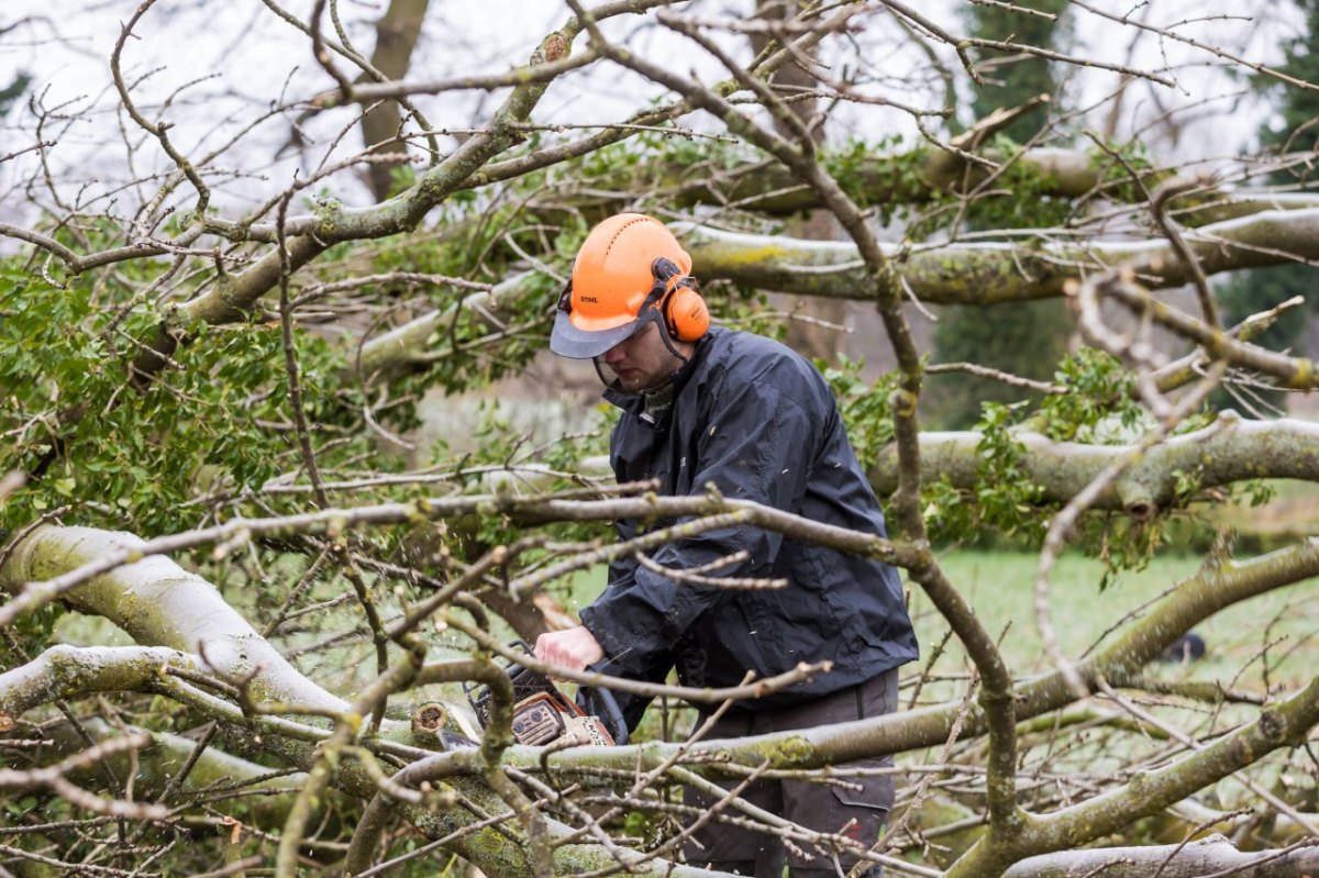 baum baumfällung kettensäge