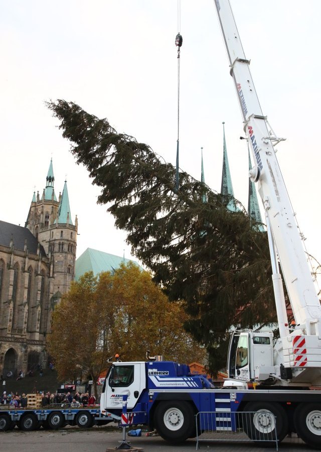 baum-weihnachtsmarkt-erfurt-rupfi