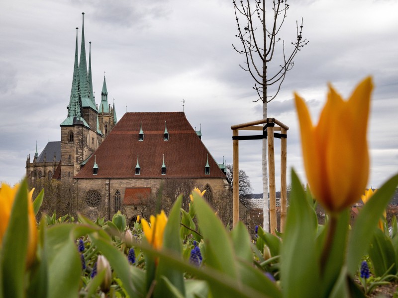 Zur Bugaeröffnung blühen die Tulpen. 