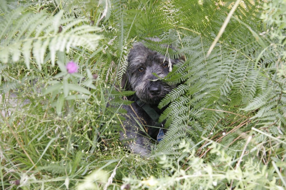 hund hat angst.jpg