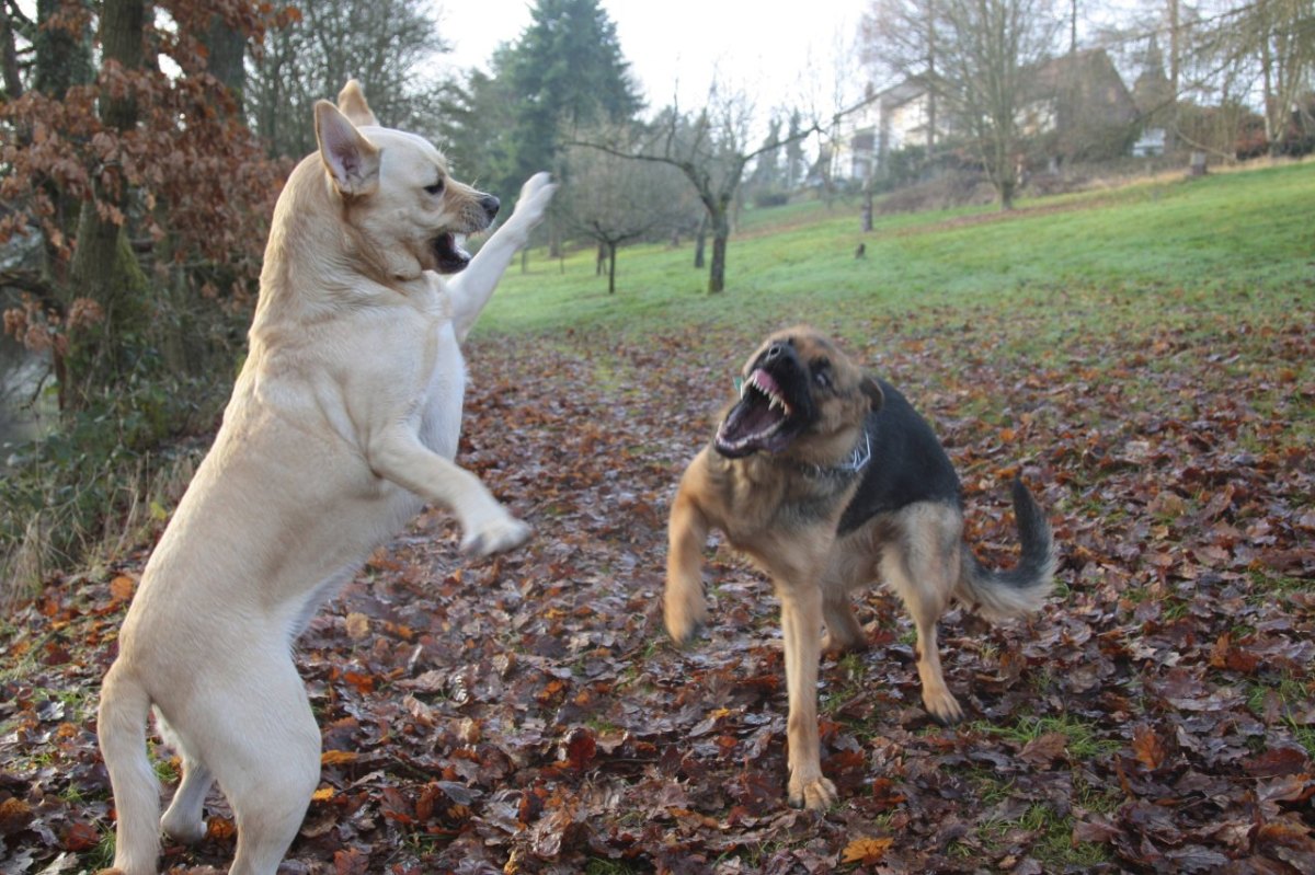 hund in apolda.jpg