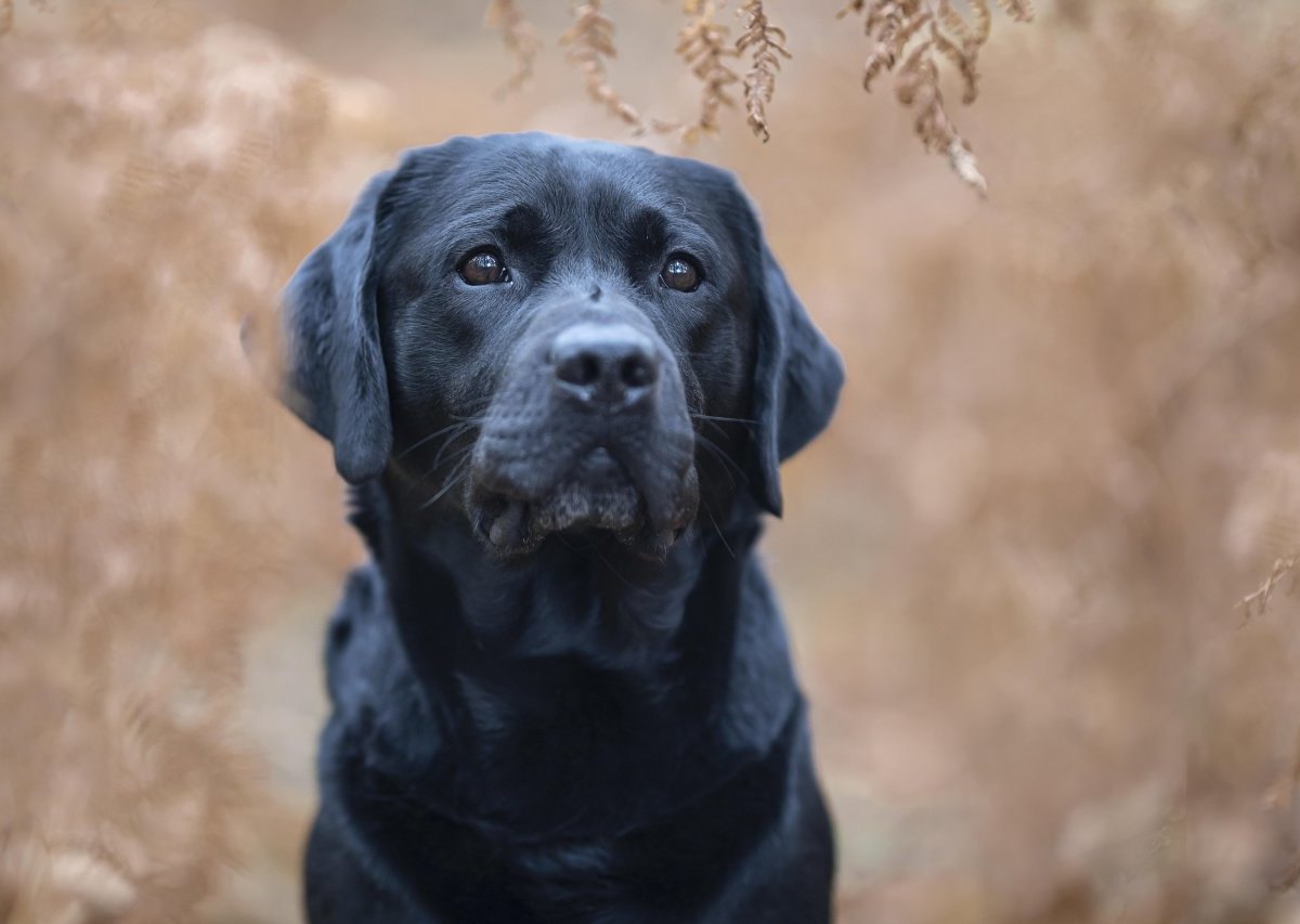 hund in thüringen.jpg