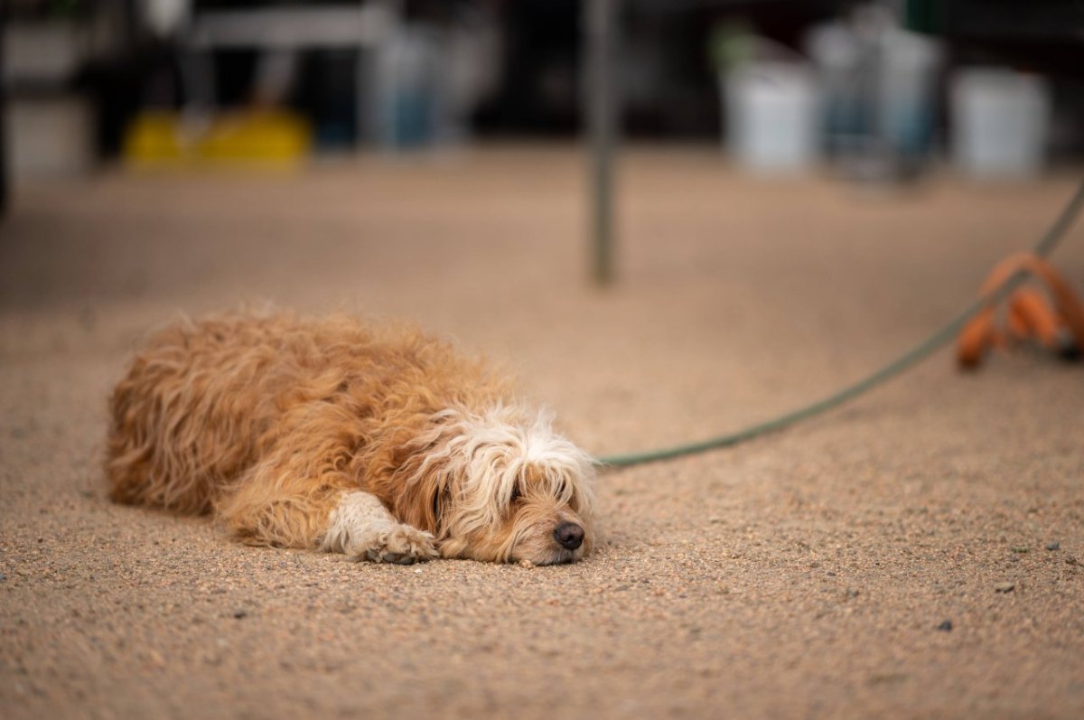 hund in thüringen.jpg