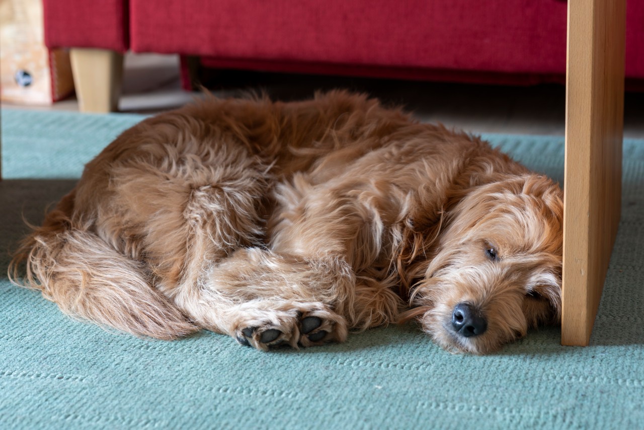 Ein armer Hund in Thüringen musste eingeschläfert werden. Hat er einen Giftködre gefressen? (Symbolbild)